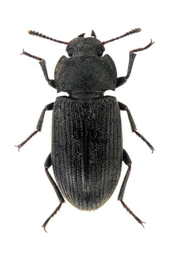 Gonocephalum rusticum